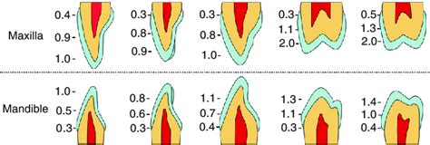 measurement of tooth enamel thickness|how hard is tooth enamel.